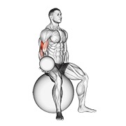 Flexii pentru biceps, așezat, cu greutate (pe minge de stabilitate)